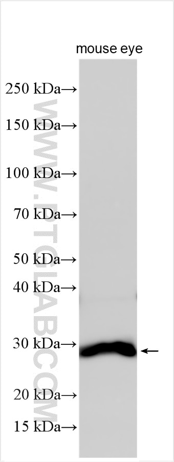 Western Blot (WB) analysis of various lysates using RGS9BP Polyclonal antibody (33040-1-AP)