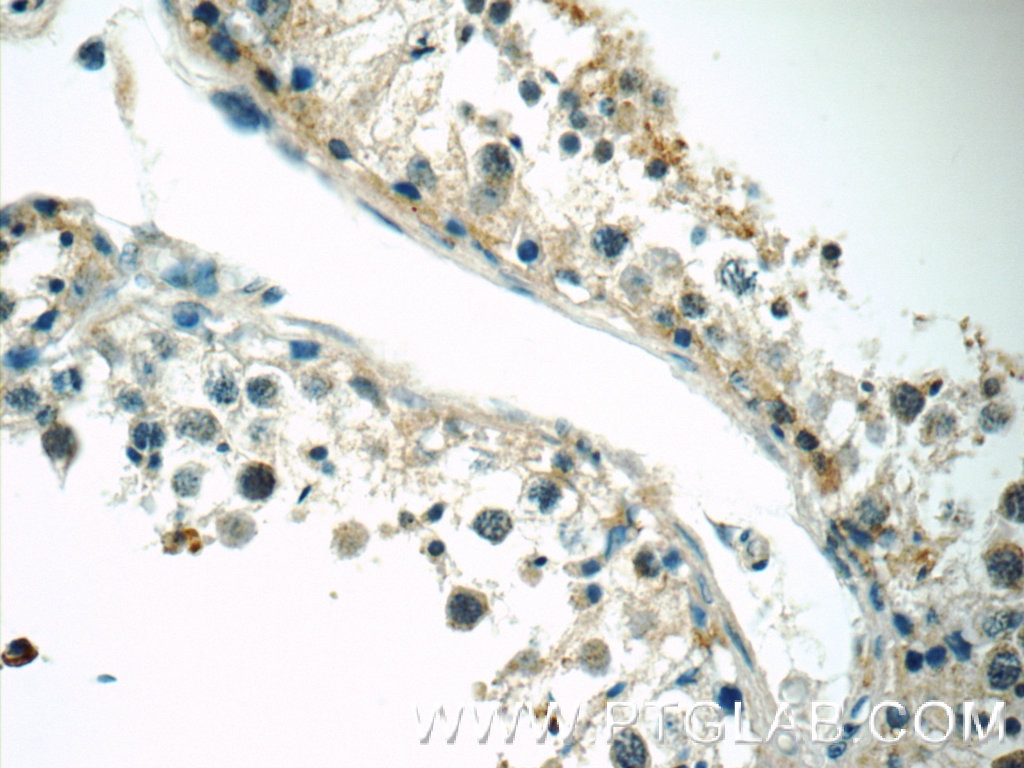 Immunohistochemistry (IHC) staining of human testis tissue using RGSL1 Polyclonal antibody (25836-1-AP)