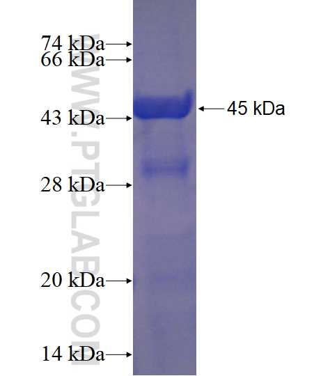 RGSL1 fusion protein Ag20269 SDS-PAGE