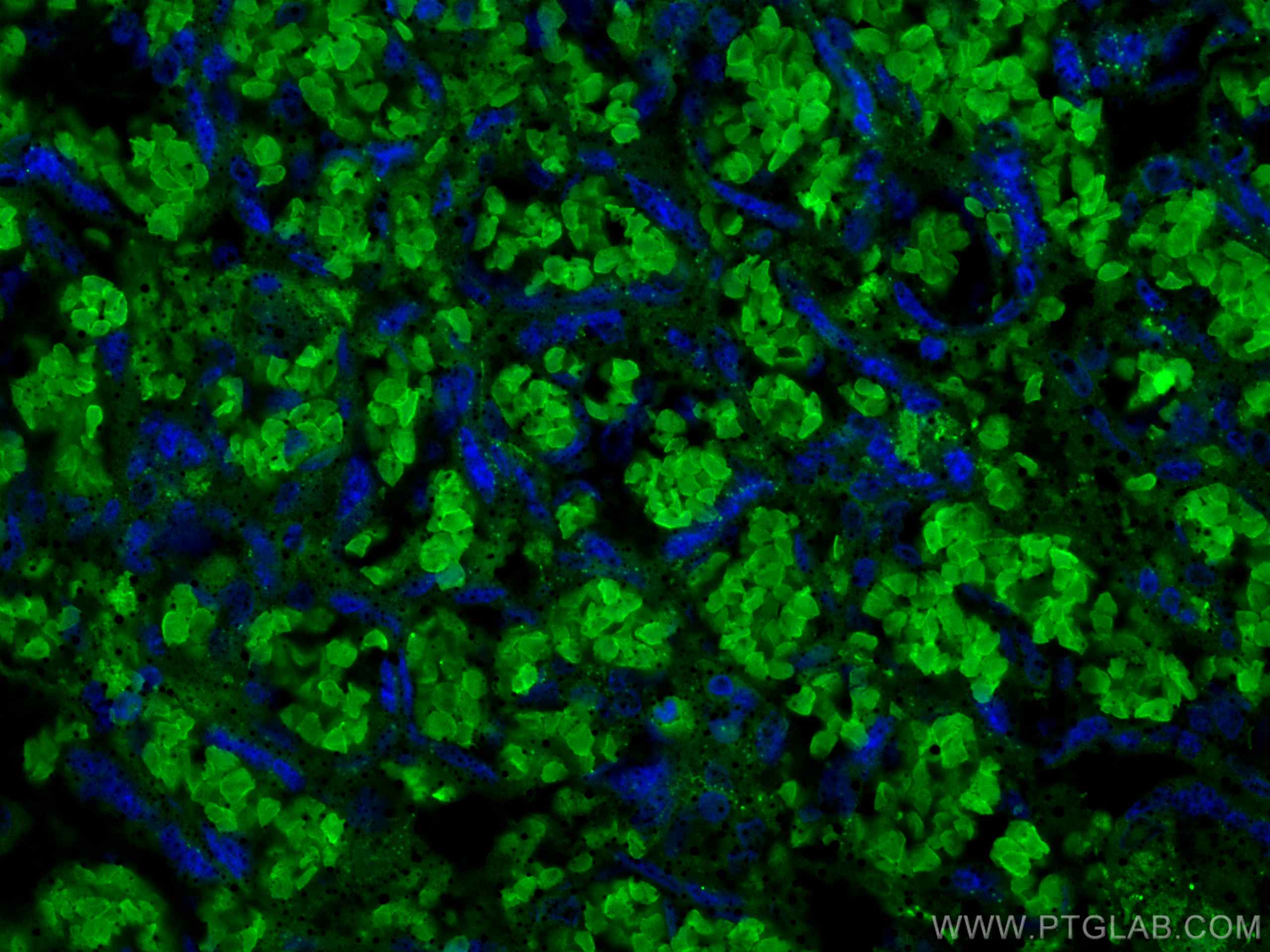 Immunofluorescence (IF) / fluorescent staining of human placenta tissue using RHAG Monoclonal antibody (67714-1-Ig)