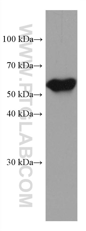Western Blot (WB) analysis of human placenta tissue using RHAG Monoclonal antibody (67714-1-Ig)