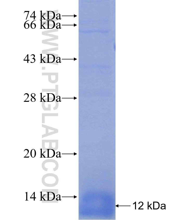 RHAG fusion protein Ag30130 SDS-PAGE