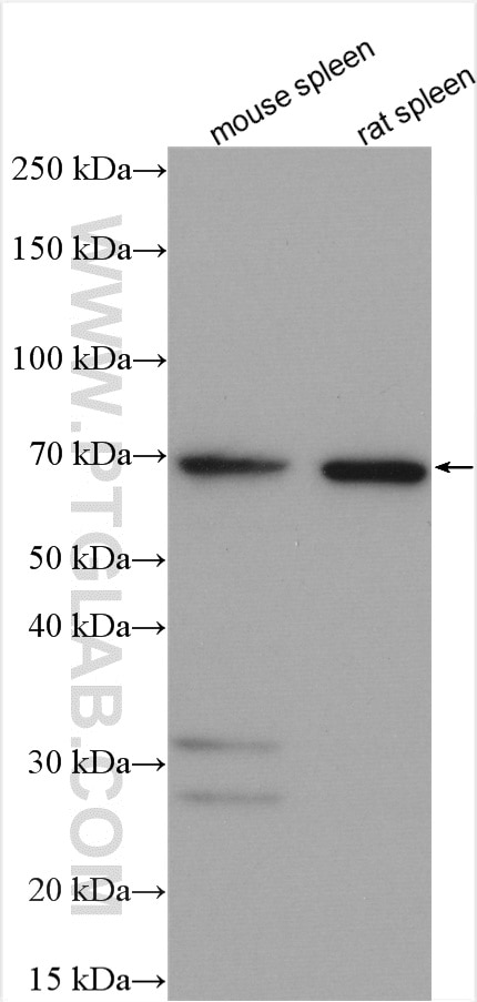 Western Blot (WB) analysis of various lysates using RHAMM,Lgals9 Polyclonal antibody (15819-1-AP)