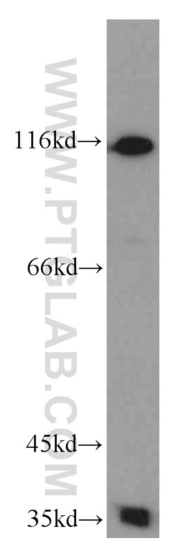 Western Blot (WB) analysis of NIH/3T3 cells using RHAMM,Lgals9 Polyclonal antibody (15819-1-AP)