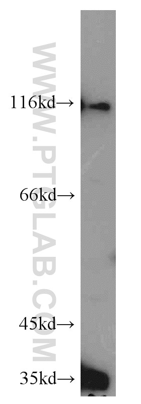 Western Blot (WB) analysis of NIH/3T3 cells using RHAMM,Lgals9 Polyclonal antibody (15819-1-AP)