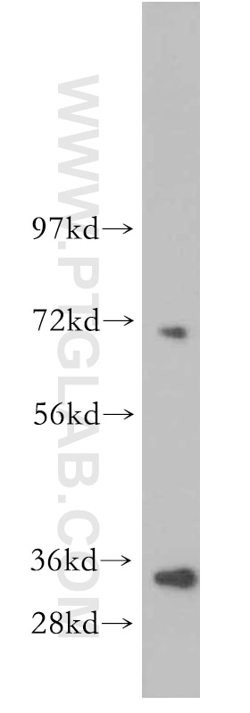Western Blot (WB) analysis of NIH/3T3 cells using RHAMM,Lgals9 Polyclonal antibody (15819-1-AP)
