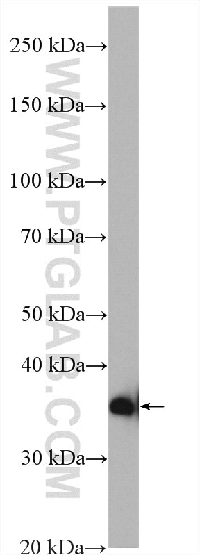 Western Blot (WB) analysis of PC-3 cells using RHBDD1 Polyclonal antibody (20869-1-AP)