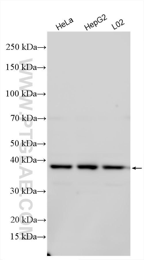 Western Blot (WB) analysis of various lysates using RHBDD3 Polyclonal antibody (21457-1-AP)