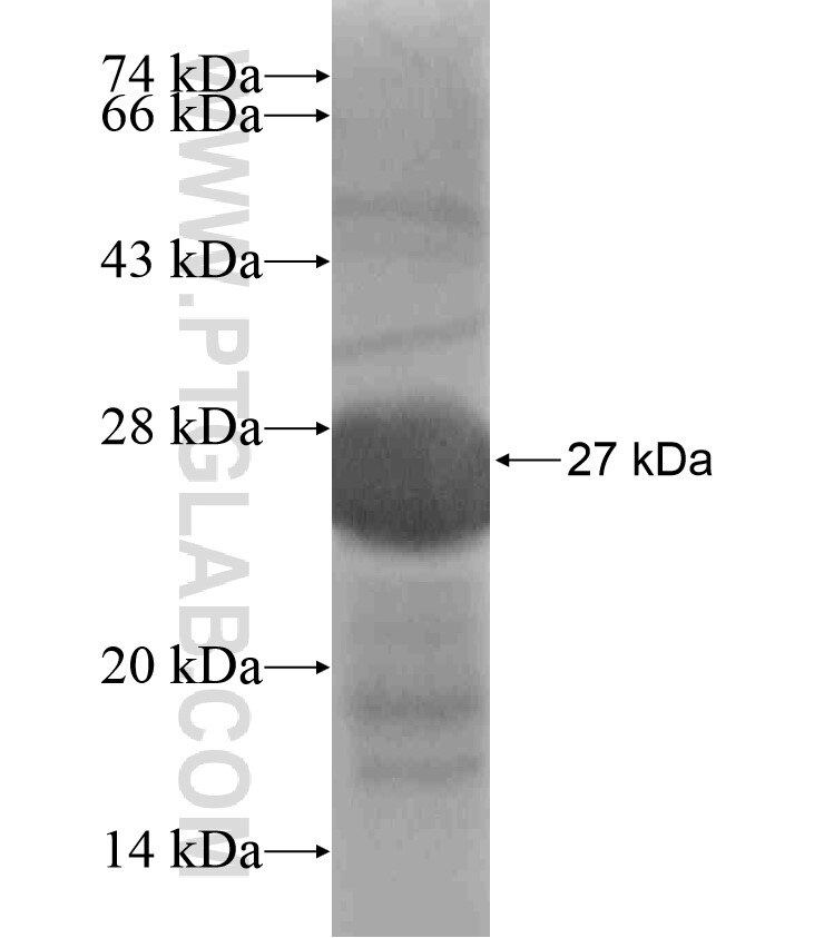 RHBDL1 fusion protein Ag18513 SDS-PAGE