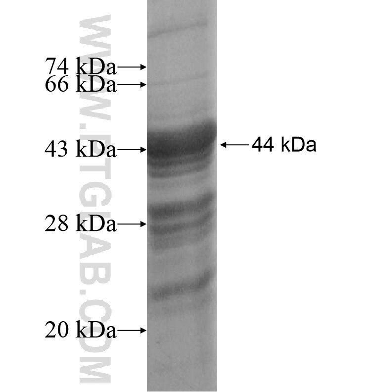 RHBDL3 fusion protein Ag16499 SDS-PAGE