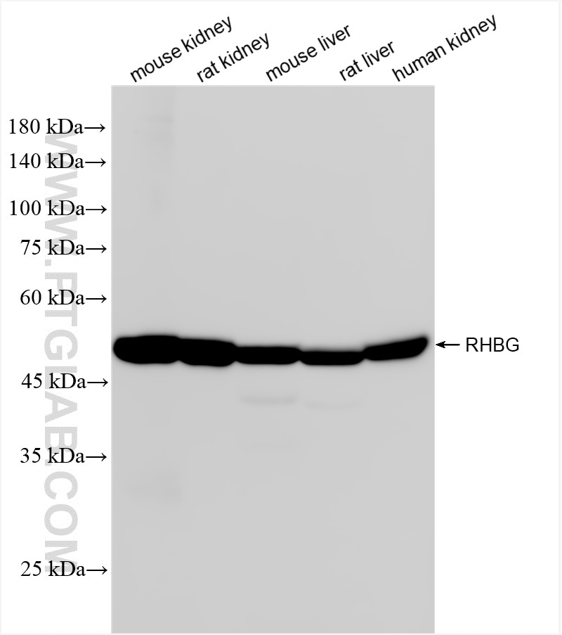 Western Blot (WB) analysis of various lysates using RHBG Recombinant monoclonal antibody (87381-1-RR)