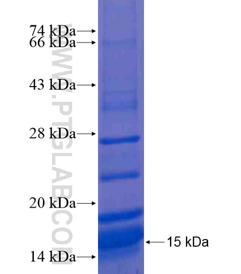 RHBG fusion protein Ag20782 SDS-PAGE RHBG fusion protein Ag20782 SDS-PAGE