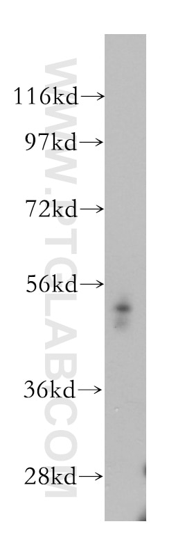 Western Blot (WB) analysis of human kidney tissue using RHCG Polyclonal antibody (11949-1-AP)