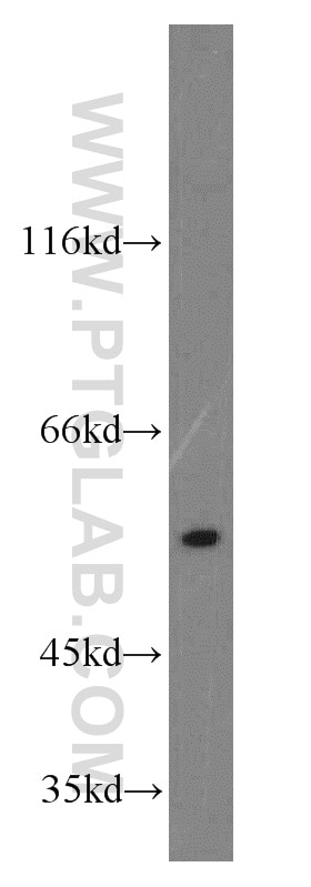 Western Blot (WB) analysis of HEK-293 cells using RHCG Polyclonal antibody (11949-1-AP)