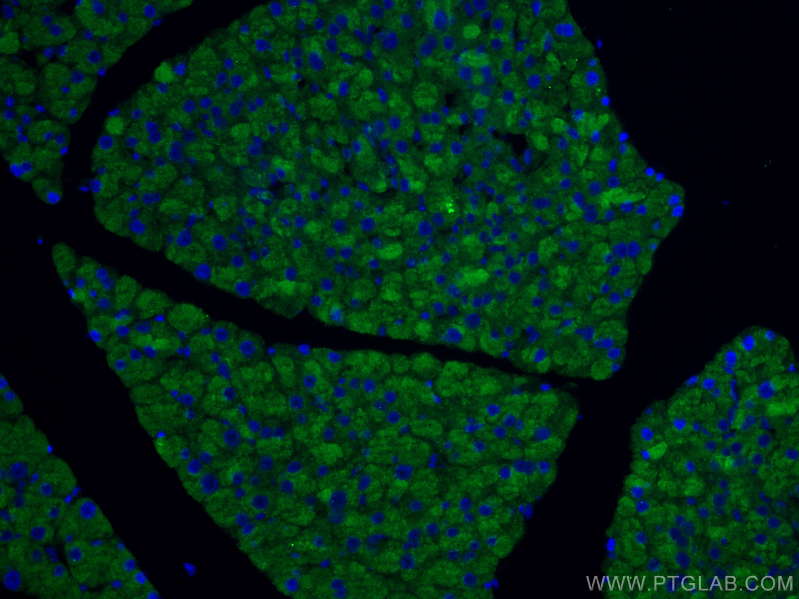 Immunofluorescence (IF) / fluorescent staining of mouse pancreas tissue using RHEB Polyclonal antibody (15924-1-AP)