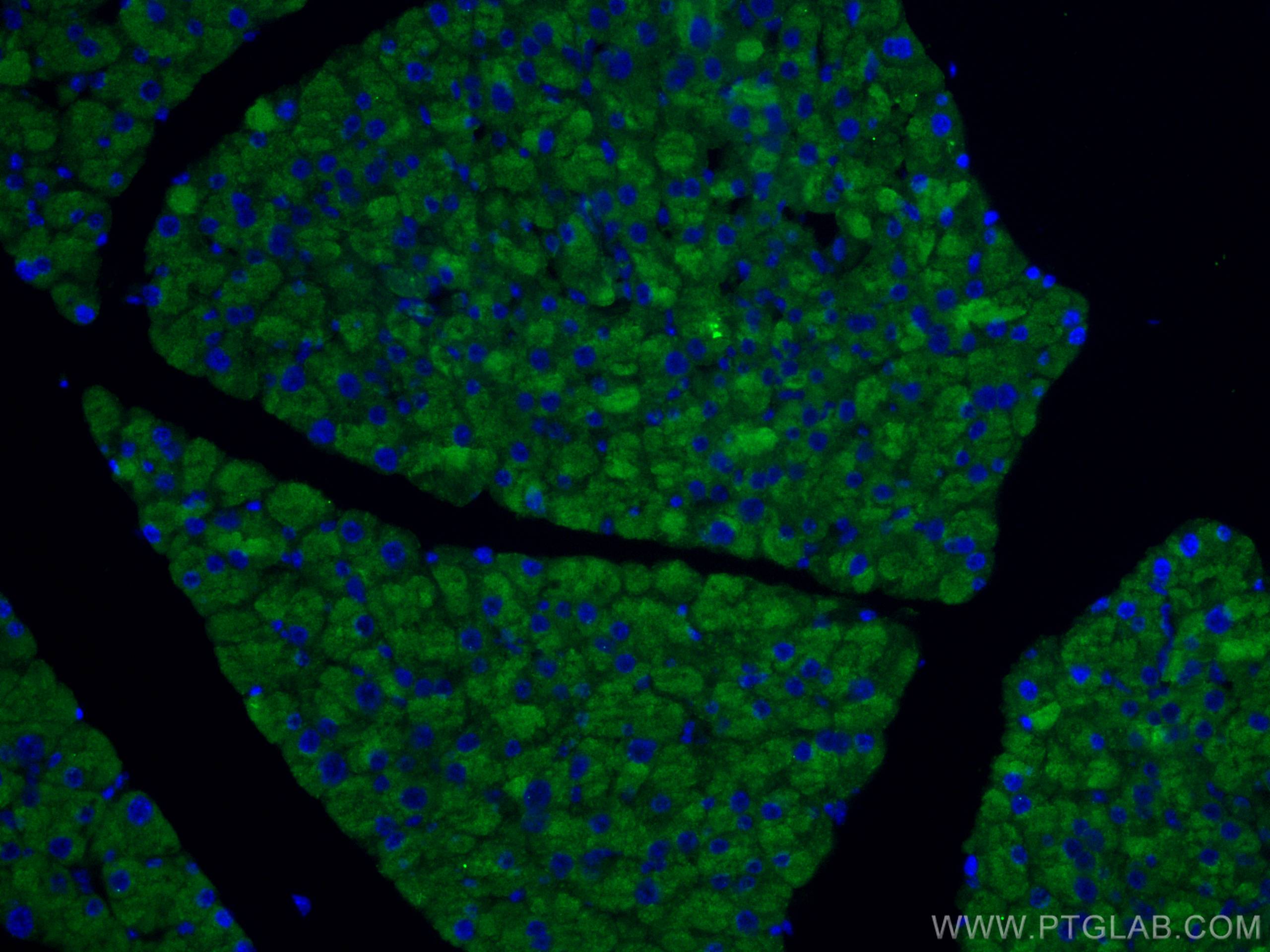 IF Staining of mouse pancreas using 15924-1-AP