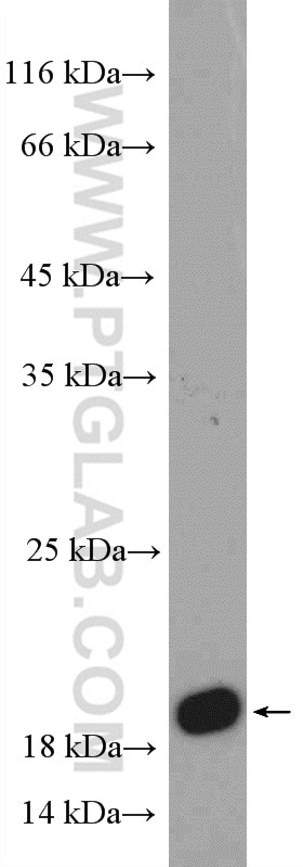Western Blot (WB) analysis of DU 145 cells using RHEB Polyclonal antibody (15924-1-AP)