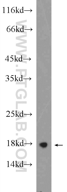 Western Blot (WB) analysis of HeLa cells using RHEB Polyclonal antibody (15924-1-AP)