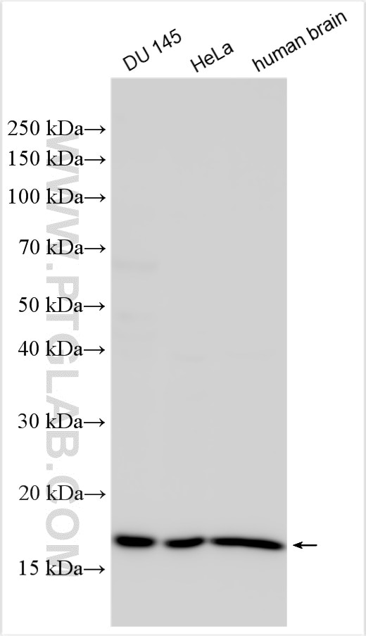 Western Blot (WB) analysis of various lysates using RHEB Polyclonal antibody (15924-1-AP)