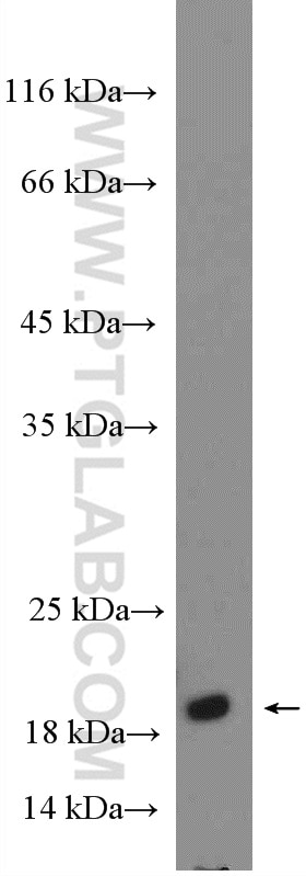 Western Blot (WB) analysis of 3T3-L1 cells using RHEB Polyclonal antibody (15924-1-AP)
