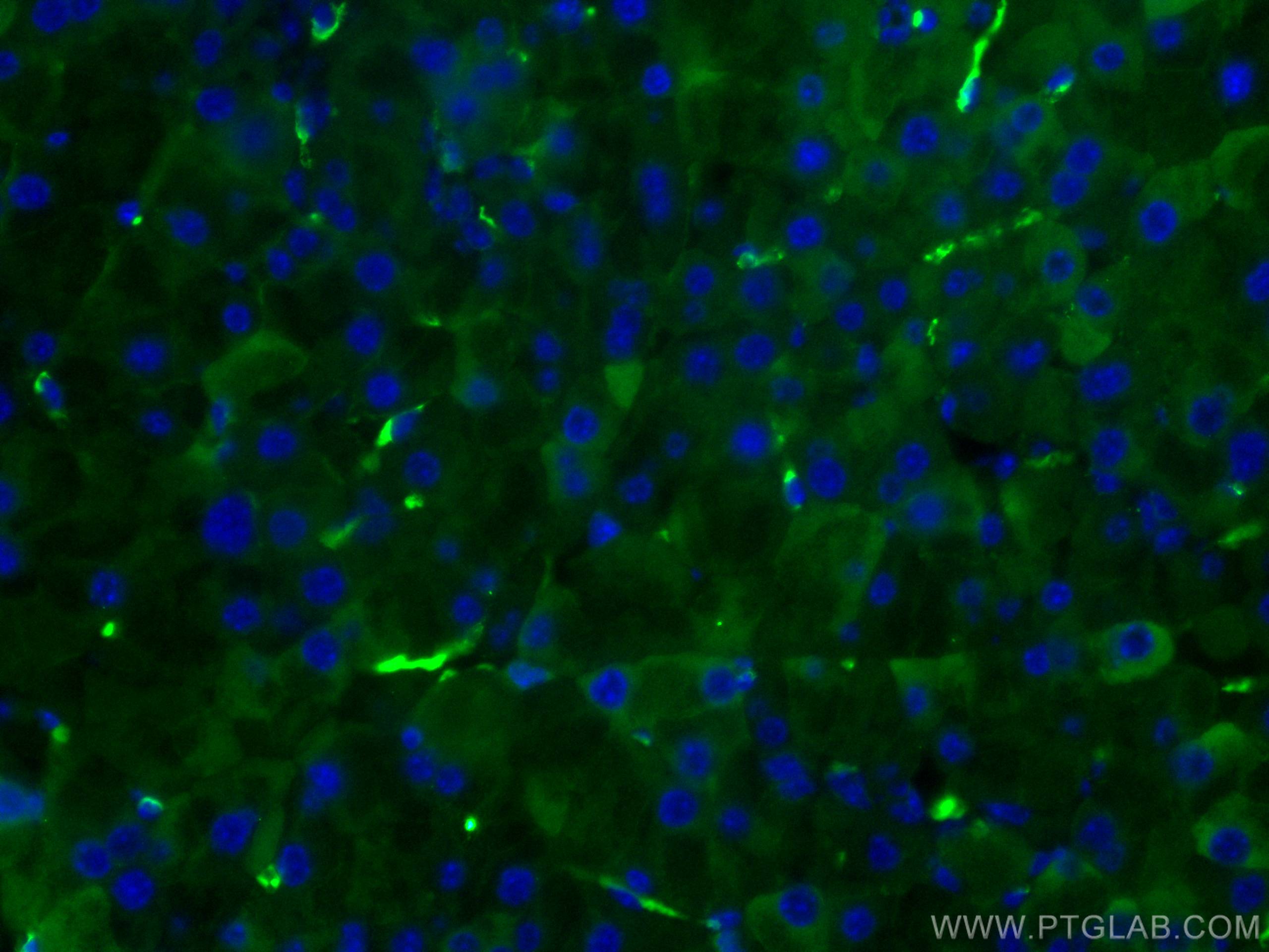 Immunofluorescence (IF) / fluorescent staining of mouse pancreas tissue using RHEB Monoclonal antibody (66714-1-Ig)