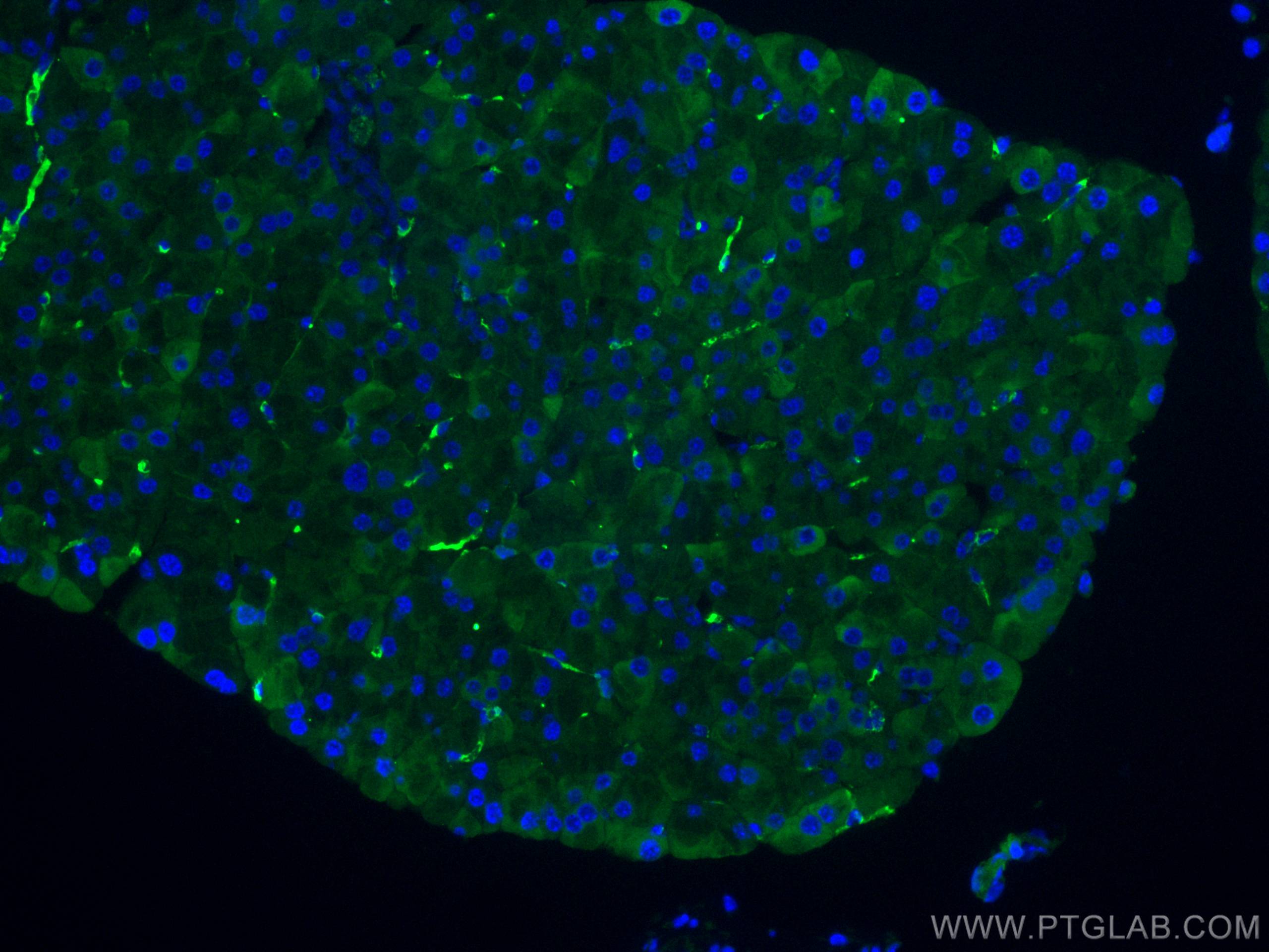 IF Staining of mouse pancreas using 66714-1-Ig