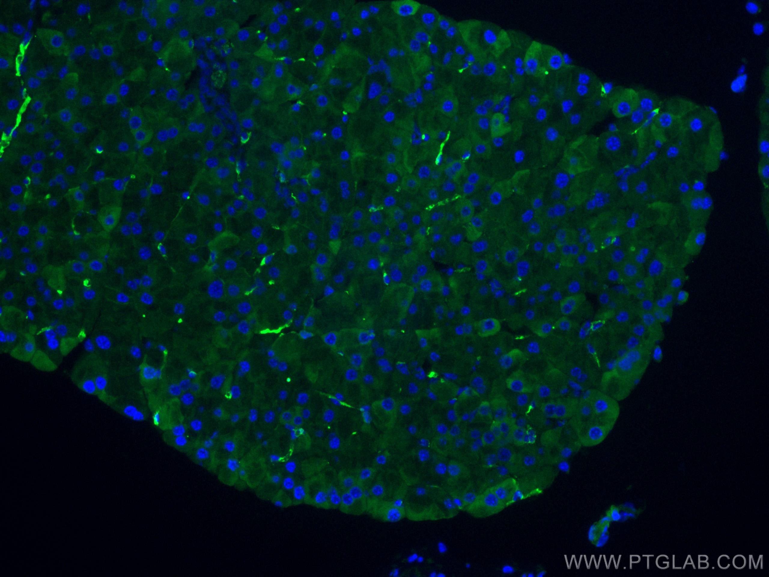 Immunofluorescence (IF) / fluorescent staining of mouse pancreas tissue using RHEB Monoclonal antibody (66714-1-Ig)