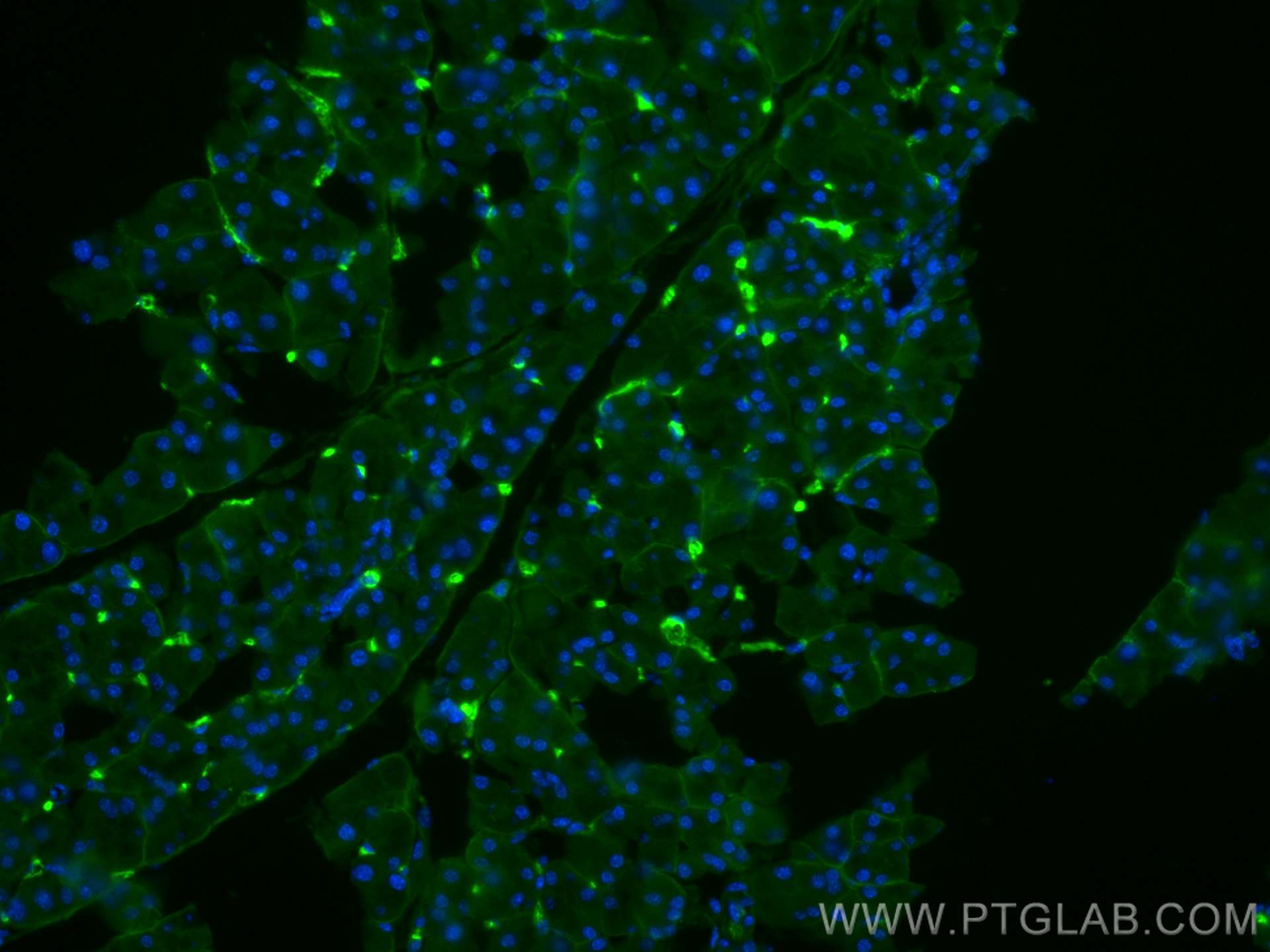 Immunofluorescence (IF) / fluorescent staining of mouse pancreas tissue using RHEB Monoclonal antibody (66714-1-Ig)