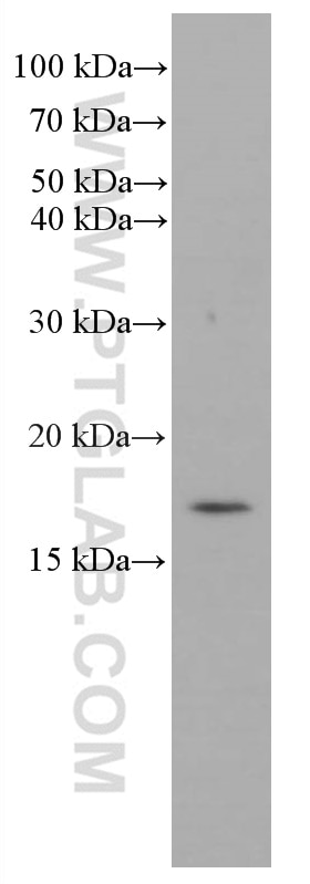 Western Blot (WB) analysis of HeLa cells using RHEB Monoclonal antibody (66714-1-Ig)