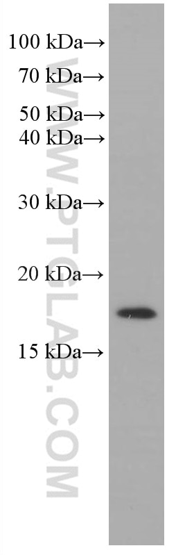Western Blot (WB) analysis of DU 145 cells using RHEB Monoclonal antibody (66714-1-Ig)