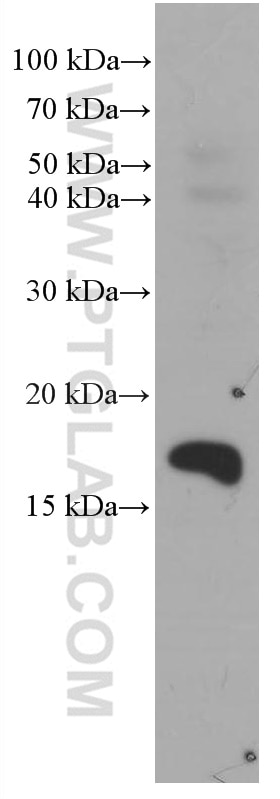 Western Blot (WB) analysis of mouse brain tissue using RHEB Monoclonal antibody (66714-1-Ig)