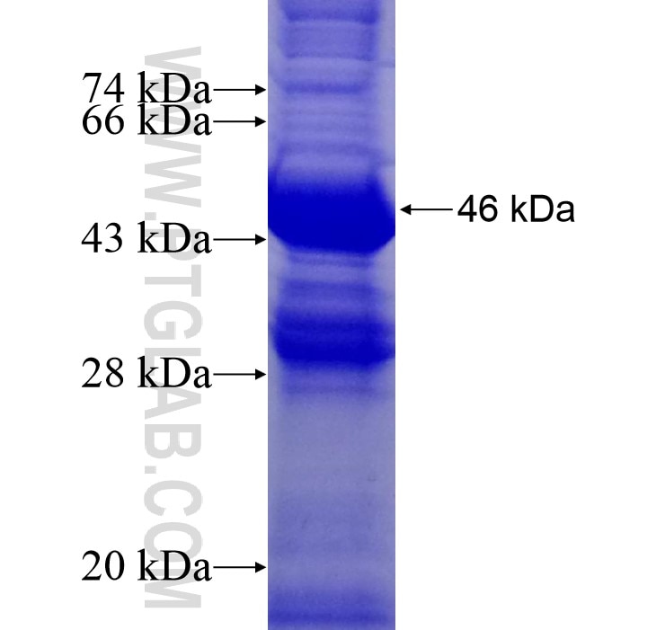 RHEB fusion protein Ag8747 SDS-PAGE