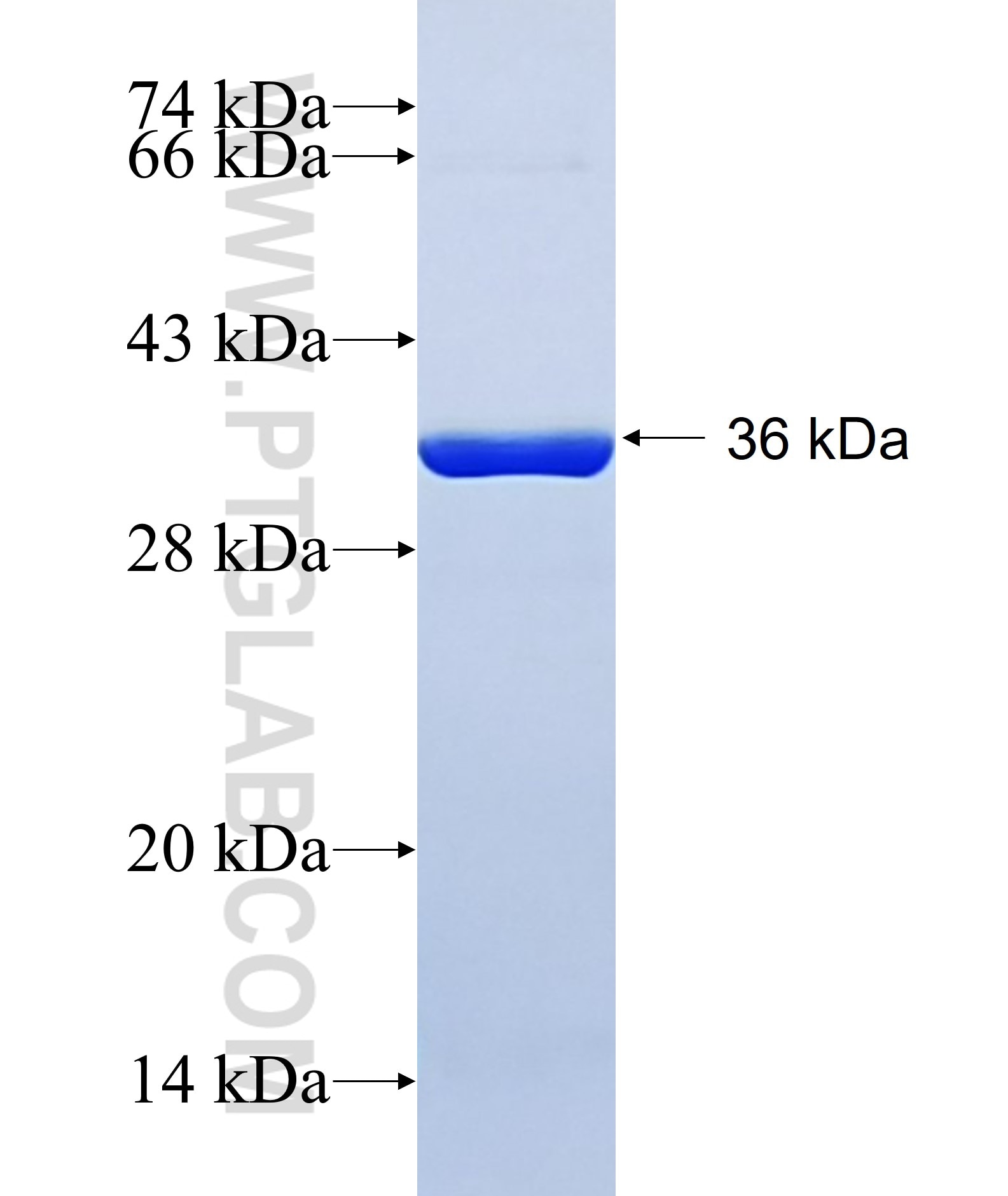 RHEBL1 fusion protein Ag35122 SDS-PAGE RHEBL1 fusion protein Ag35122 SDS-PAGE
