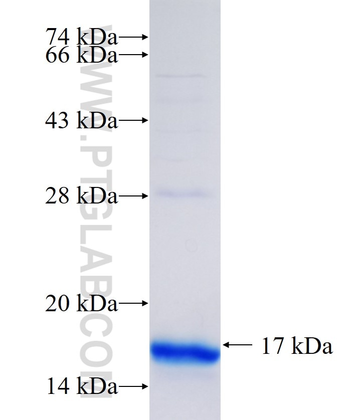 RHEBL1 fusion protein Ag4286 SDS-PAGE