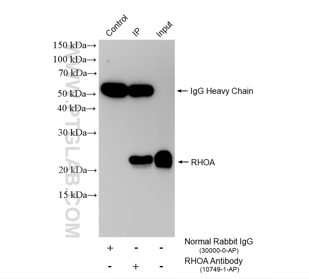 Immunoprecipitation (IP) experiment of HL-60 cells using RHOA Polyclonal antibody (10749-1-AP)