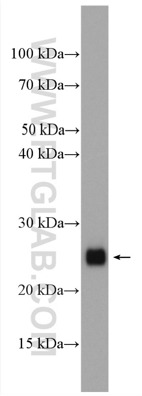 Western Blot (WB) analysis of PC-12 cells using RHOA Polyclonal antibody (10749-1-AP)