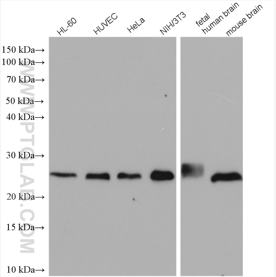 Western Blot (WB) analysis of various lysates using RHOA Polyclonal antibody (10749-1-AP)