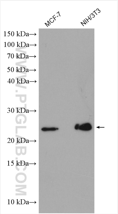 Western Blot (WB) analysis of MCF-7 cells using RHOA Polyclonal antibody (10749-1-AP)