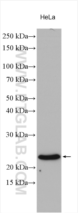 Western Blot (WB) analysis of various lysates using RHOA Polyclonal antibody (10749-1-AP)