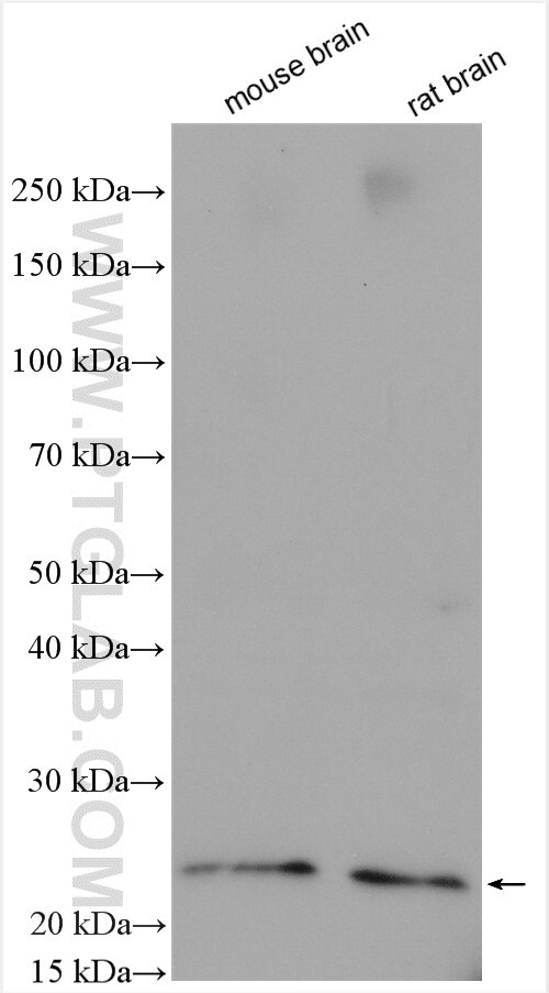 Western Blot (WB) analysis of various lysates using RHOA Polyclonal antibody (10749-1-AP)