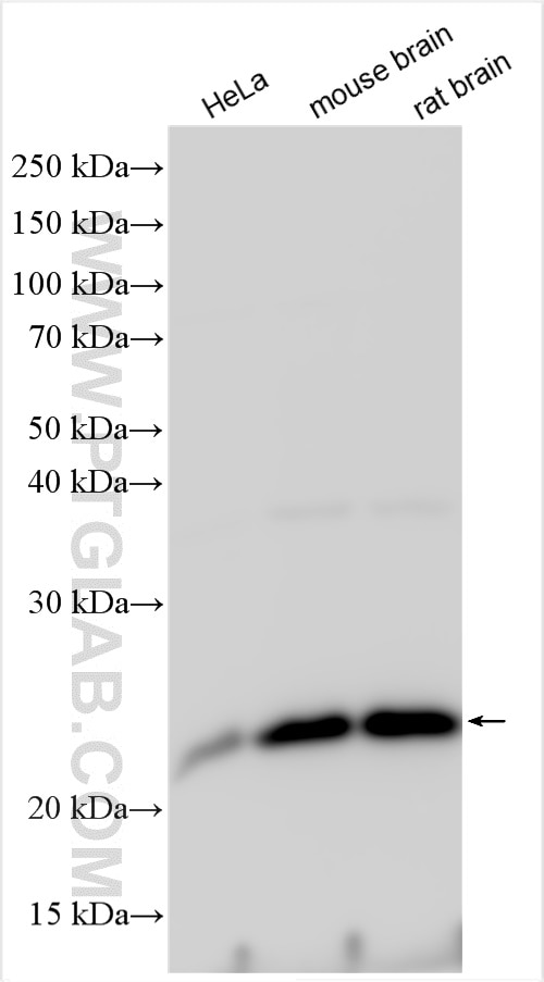 Western Blot (WB) analysis of various lysates using RHOA Polyclonal antibody (10749-1-AP)