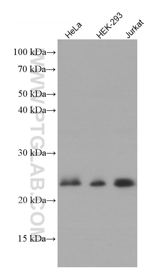 Western Blot (WB) analysis of various lysates using RHOA Monoclonal antibody (66733-1-Ig)