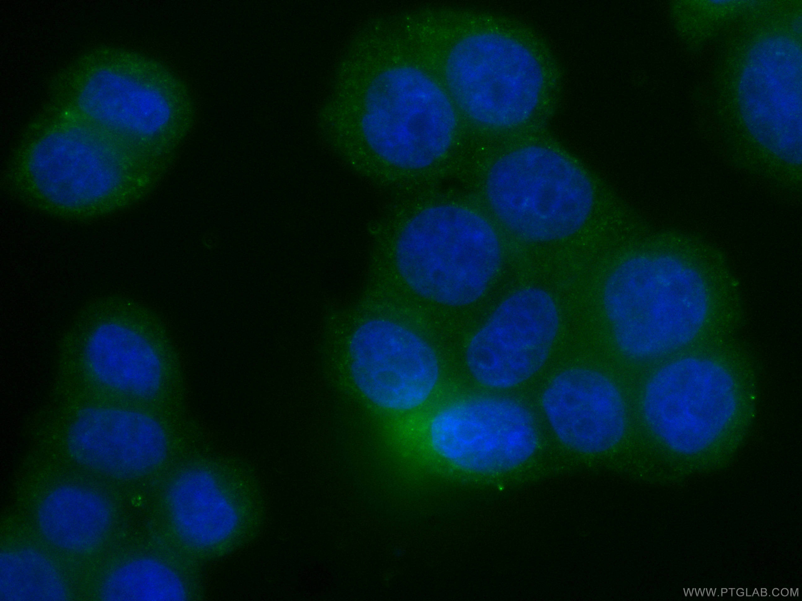 Immunofluorescence (IF) / fluorescent staining of HeLa cells using CoraLite® Plus 488-conjugated RHOA Monoclonal anti (CL488-66733)