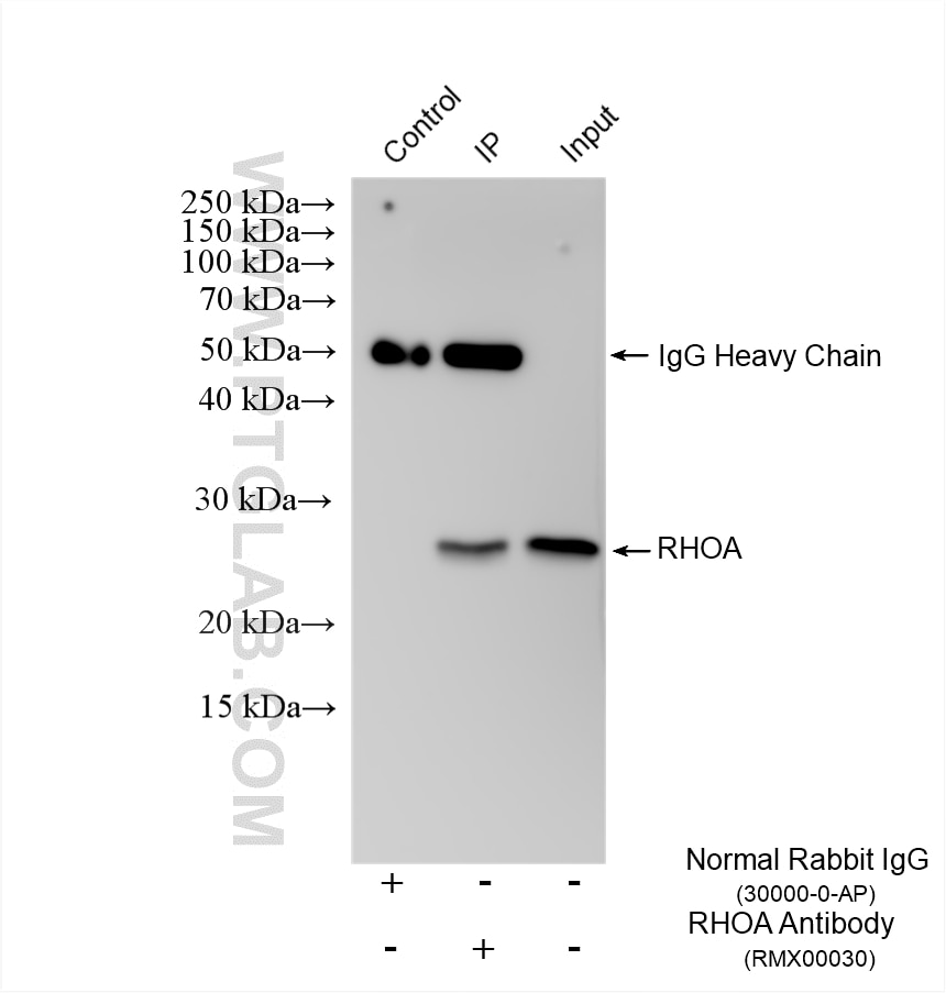 IP experiment of mouse brain using RMX00030 Immunoprecipitation (IP) experiment of mouse brain tissue using Multi-rAb® RHOA Multi-Recombinant antibody (RMX00030)