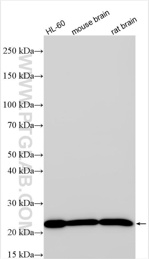 WB analysis using RMX00030 Western Blot (WB) analysis of various lysates using Multi-rAb™ RHOA Multi-Recombinant antibody (RMX00030)