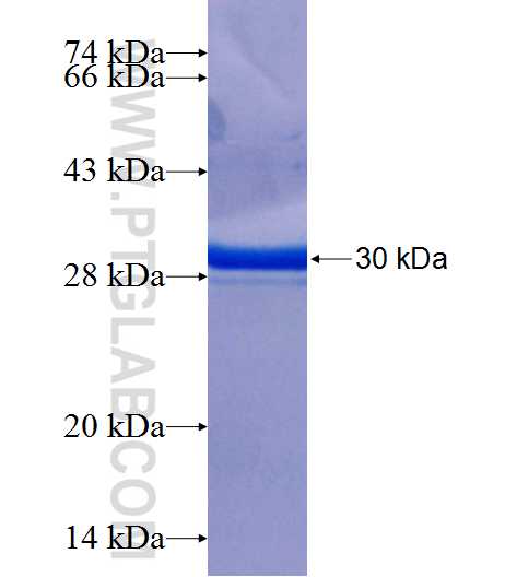 RHOA fusion protein Ag25873 SDS-PAGE