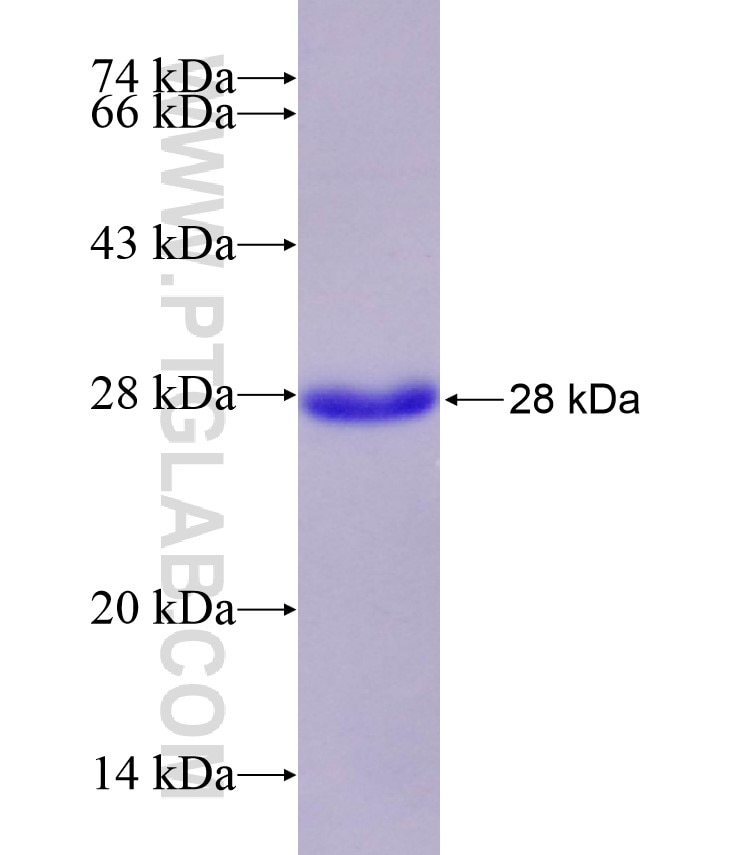 RHOA fusion protein Ag28801 SDS-PAGE