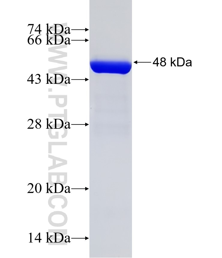 RHOA fusion protein Ag1141 SDS-PAGE