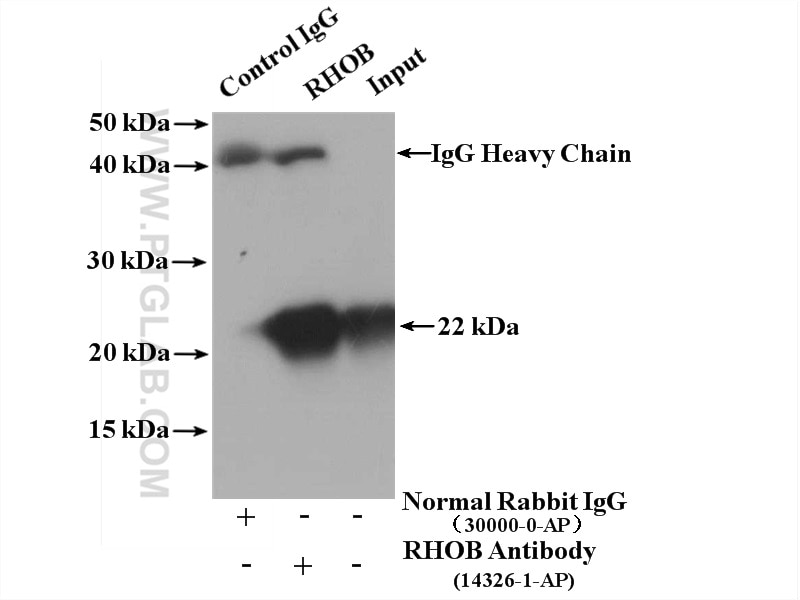 Immunoprecipitation (IP) experiment of mouse brain tissue using RHOB Polyclonal antibody (14326-1-AP)