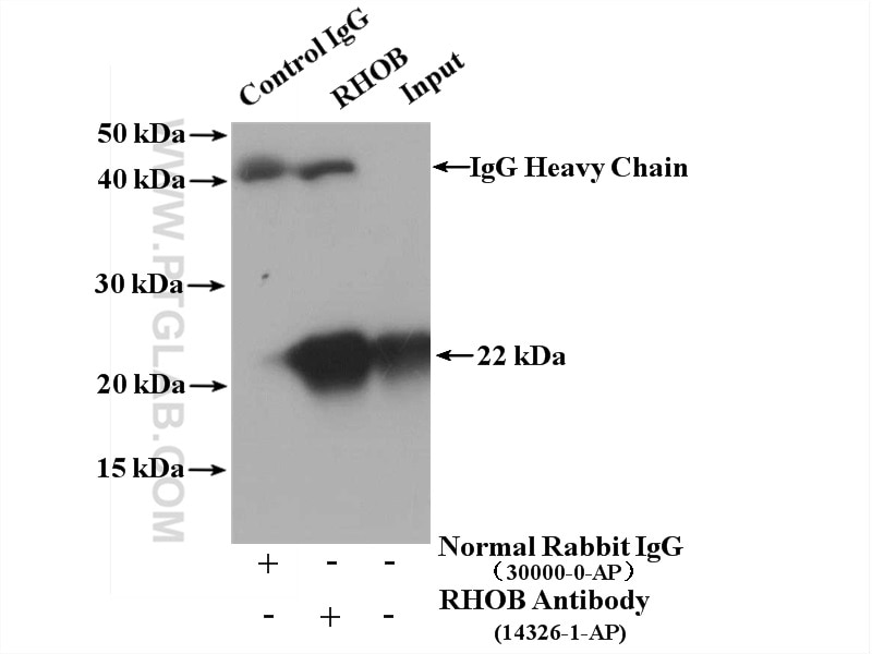 IP experiment of mouse brain using 14326-1-AP